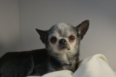 nvdov15