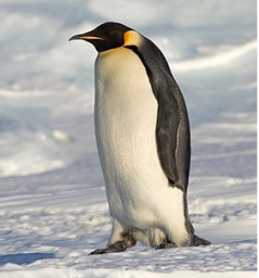 AlexJS