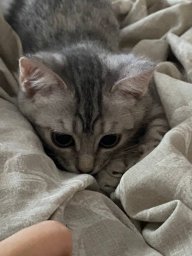 Кохан
